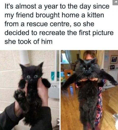 Cat, Kitten, Pet. Text: It's almost a year to the day since my friend brought home a kitten from a rescue centre, so she decided to recreate the first picture she took of him
