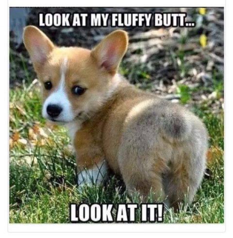 Dog, Puppy, Snout. Text: LOOK AT MY FLUFFY BUTT... LOOK AT IT!