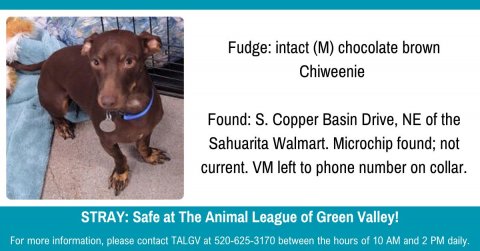 Snout, Dog, Person. Text: Fudge: intact (M) chocolate brown Chiweenie Found: S. Copper Basin Drive, NE of the Sahuarita Walmart. Microchip found; not current. VM left to phone number on collar. STRAY: Safe at The Animal League of Green Valley! For more information, please contact TALGV at 520-625-3170 between the hours of 10 AM and 2 PM daily.
