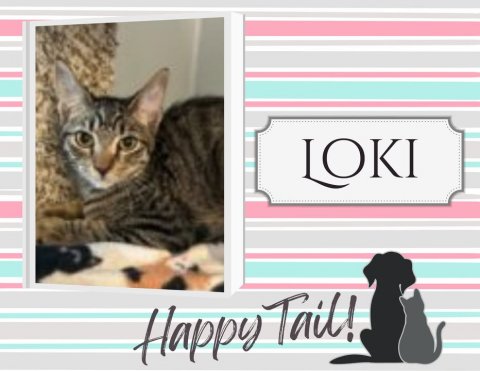 Cat, Pet, Greeting Card. Text: LOKI Happy Tail!