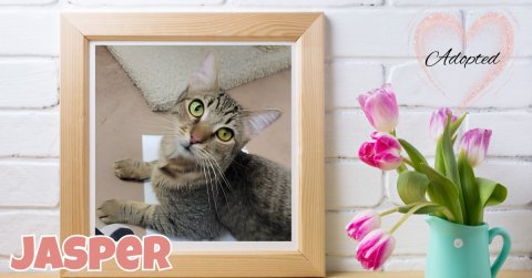 Greeting Card, Cat, Potted Plant. Text: Adopted JASPER
