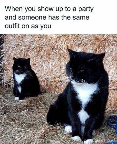 Cat, Pet, Manx. Text: When you show up to a party and someone has the same outfit on as you
