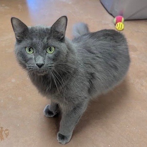 Cat, Mammal, Pet.