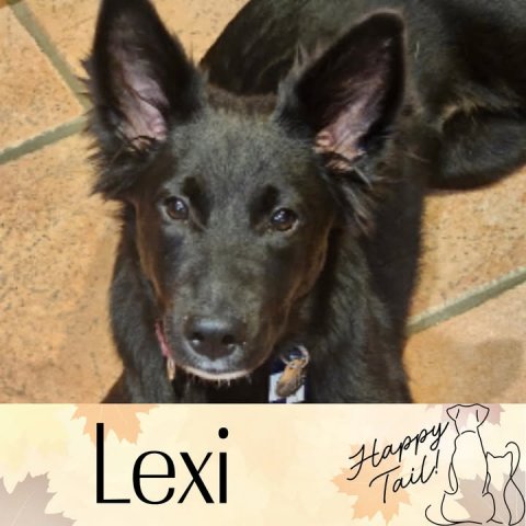 Canine, Kangaroo, Dog. Text: Lexi Happy Tail!