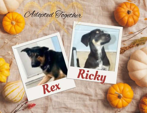 Dog, Greeting Card, Pumpkin. Text: Adopted Together Ricky Rex