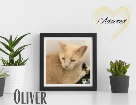 Plant, Potted Plant, Planter. Text: Adopted OLIVER