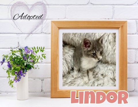 Painting, Cat, Flower. Text: Adopted