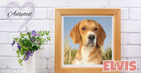 Canine, Dog, Hound. Text: Adopted ELVIS