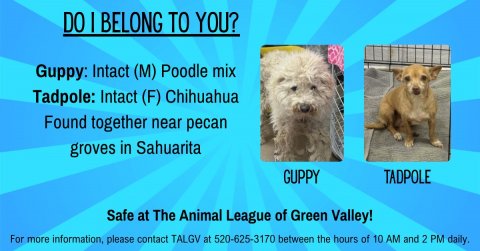 Dog, Advertisement, Poster. Text: DO | BELONG TO YOU? Guppy: Intact (M) Poodle mix Tadpole: Intact (F) Chihuahua Found together near pecan groves in Sahuarita GUPPY TADPOLE Safe at The Animal League of Green Valley! For more information, please contact TALGV at 520-625-3170 between the hours of 10 AM and 2 PM daily.
