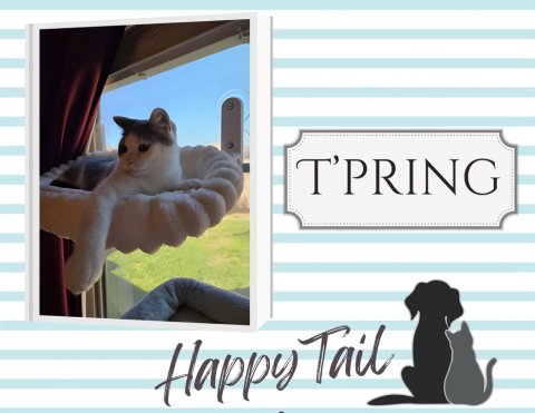 Cat, Pet, Text. Text: T'PRING Happy Tail