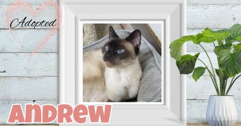 Plant, Potted Plant, Cat. Text: Adopted ANDREW