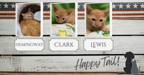 Cat, Kitten, Pet. Text: HEMINGWAY CLARK LEWIS Happy Tail!