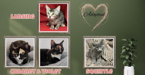 Greeting Card, Cat, Kitten. Text: Adopted LANSING CABAReT &amp; VIOLET SQUIRTLE