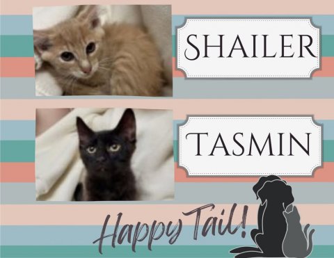Cat, Kitten, Pet. Text: SHAILER TASMIN Happy Tail!