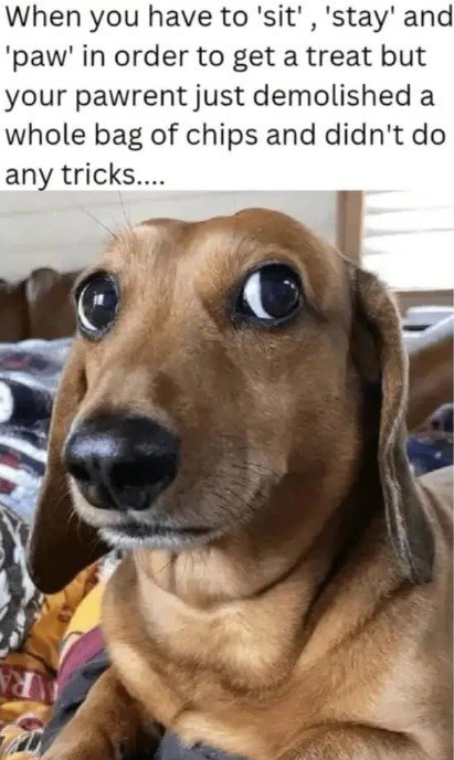 Snout, Dog, Hound. Text: When you have to 'sit', 'stay' and 'paw' in order to get a treat but your pawrent just demolished a whole bag of chips and didn't do any tricks.... RA