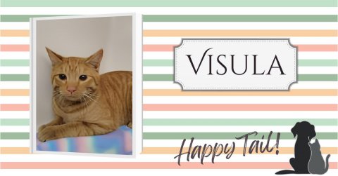 Greeting Card, Cat, Pet. Text: VISULA Happy Tail!