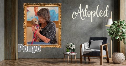 Adult, Person, Woman. Text: Adopted Ponyo