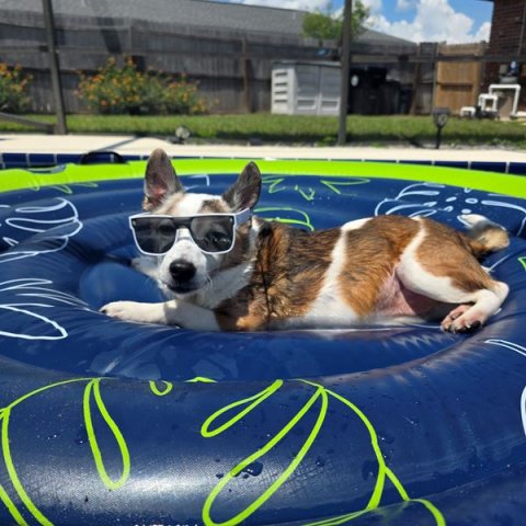 Dog, Water, Glasses.
