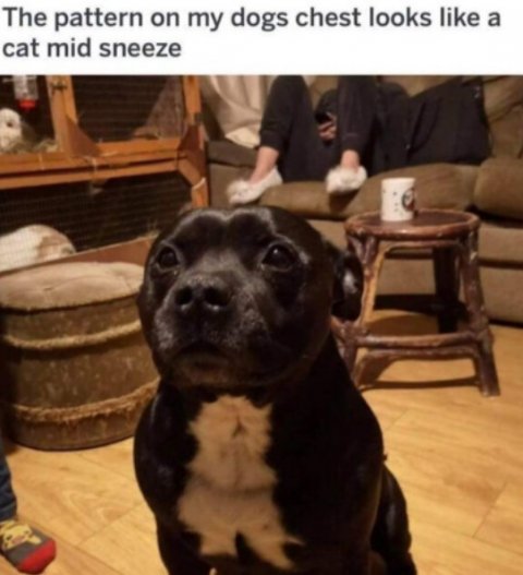 Dog, Child, Person. Text: The pattern on my dogs chest looks like a cat mid sneeze