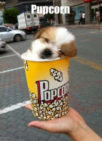 Advertisement, Person, City. Text: Pupcorn