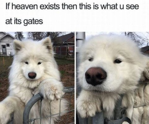 Dog, White Dog, Husky. Text: If heaven exists then this is what u see at its gates