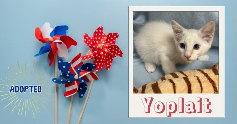 Cat, Mammal, Pet. Text: ADOPTED Yoplait