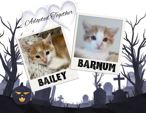 Cat, Kitten, Greeting Card. Text: Adopted Together BARNUM BAILEY