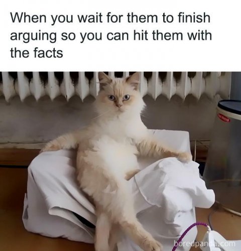 Cat, Pet, Kitten. Text: When you wait for them to finish arguing so you can hit them with the facts
