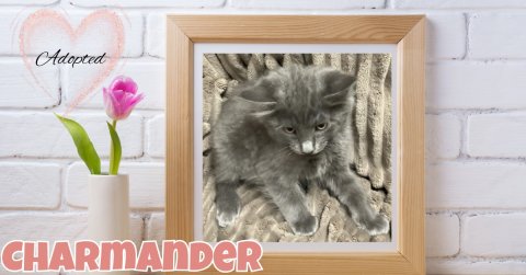 Cat, Kitten, Mammal. Text: Adopted CHARMANDER