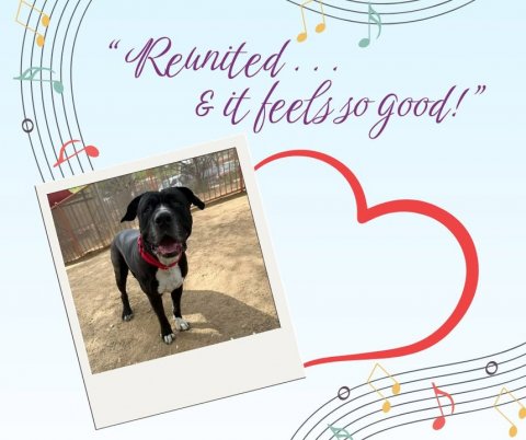 Greeting Card, Mail, Dog.