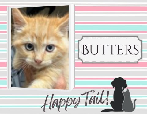 Cat, Kitten, Pet. Text: BUTTERS Happy Tail!