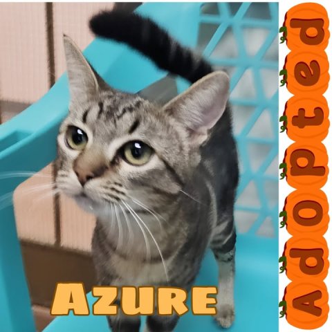Abyssinian, Cat, Pet. Text: AZURE