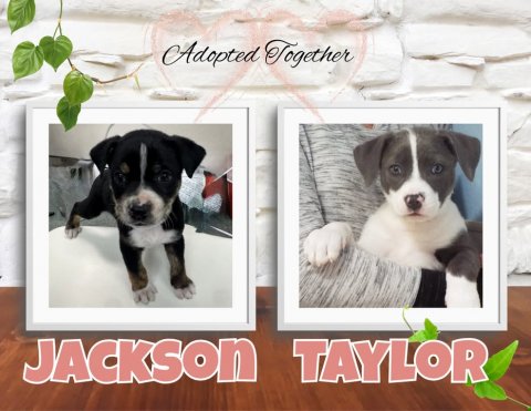 Greeting Card, Dog, Boston Bull. Text: Adopted Together JACKSON TAYLOR