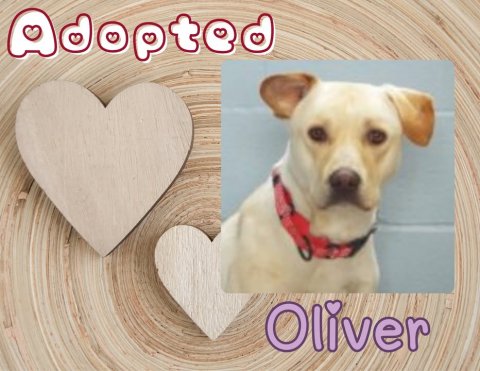 Greeting Card, Dog, Ping Pong Paddle. Text: Adopted Oliver