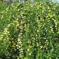 Hedge, Vine, Vegetation.