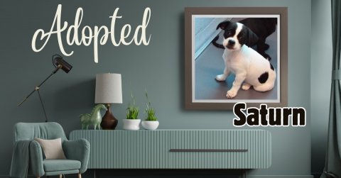 Lamp, Dog, Table Lamp. Text: Adopted Saturn