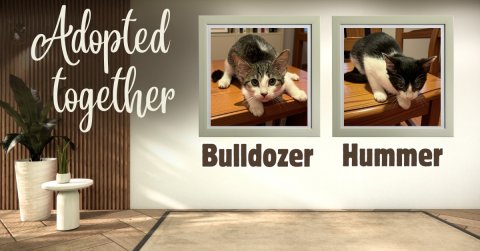 Cat, Mammal, Plant. Text: Adopted together Bulldozer Hummer