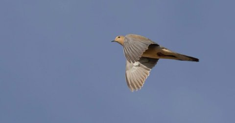 Animal, Bird, Pigeon.