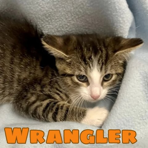 Cat, Kitten, Abyssinian. Text: WRANGLER