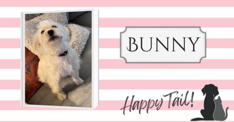 Greeting Card, Dog, Poodle. Text: BUNNY Happy Tail!