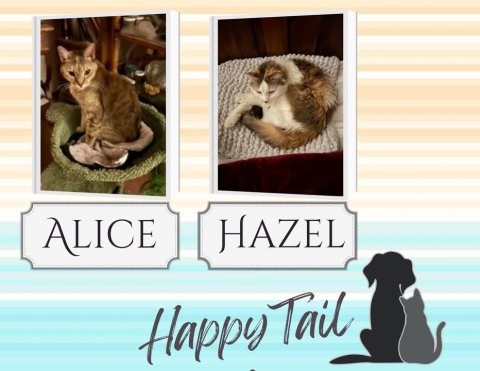 Cat, Pet, Kitten. Text: HAZEL ALICE Happy Tail