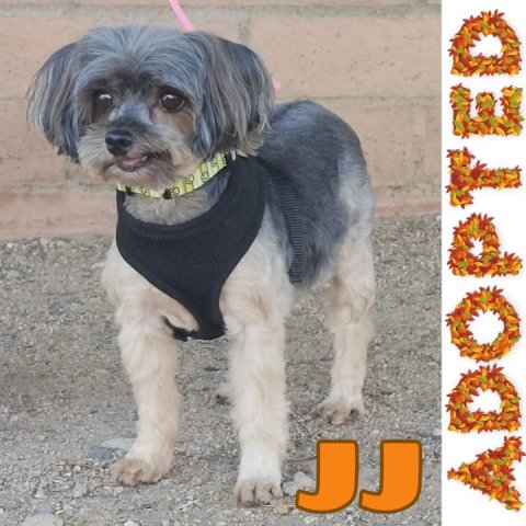 Canine, Dog, Pet. Text: JJ ADOPTED
