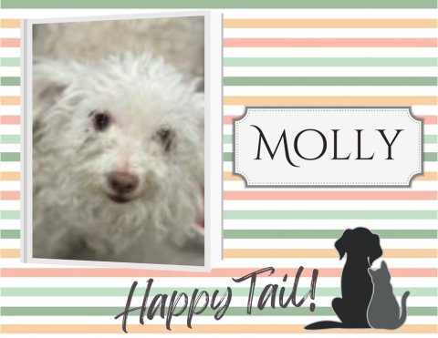 Dog, Poodle, Greeting Card. Text: MOLLY Happy Tail!