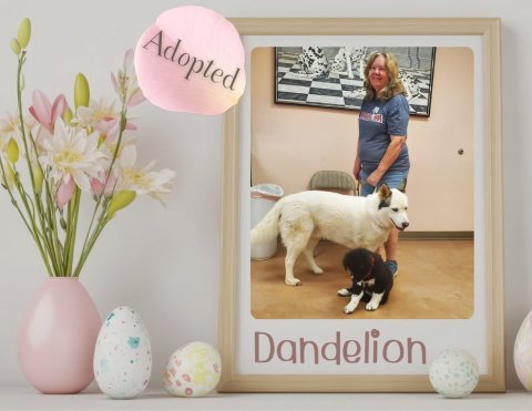 Husky, Person, Woman. Text: Adopted Dandelion