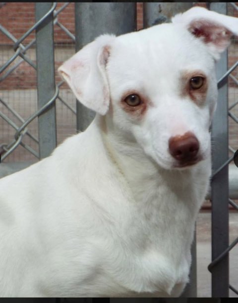 Canine, Dog, Chihuahua.