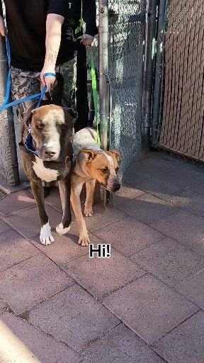 Canine, Dog, Pet. Text: Hi!