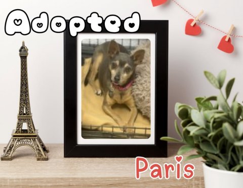 Dog, Plant, Accessories. Text: Paris