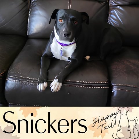 Couch, Dog, Cushion. Text: Snickers Happy Tail!