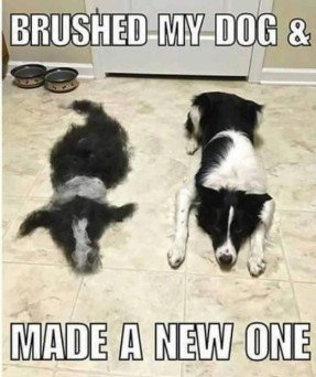 Canine, Dog, Pet. Text: BRUSHED MY DOG &amp; MADE A NEW ONE