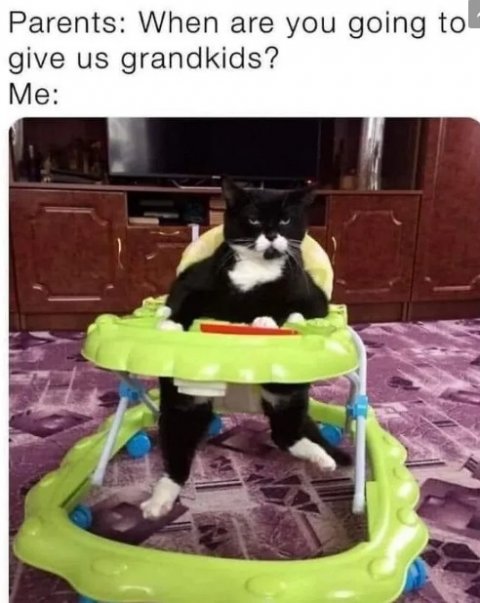 Furniture, Cat, Pet. Text: Parents: When are you going to give us grandkids? Me: